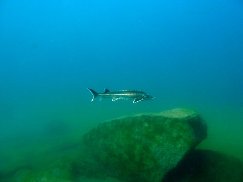 016 Klubtauchen Loebejuen September 2013 cTW